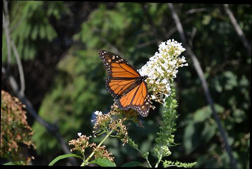 Clarity Connect alt tag example