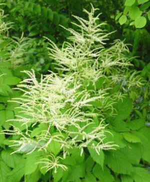 Aruncus dioicus 