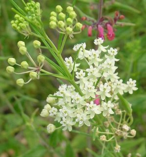 Asclepias verticillata 
