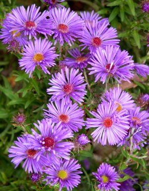 Aster novi-belgii 