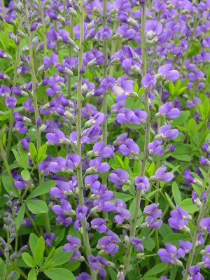 Baptisia australis 
