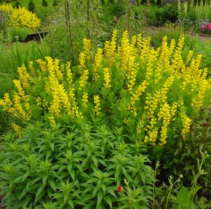 Baptisia sphaerocarpa 