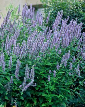 Agastache Blue Fortune
