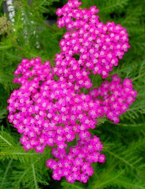 Achillea millefolium Oertel's Rose