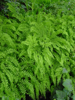 Adiantum pedatum 