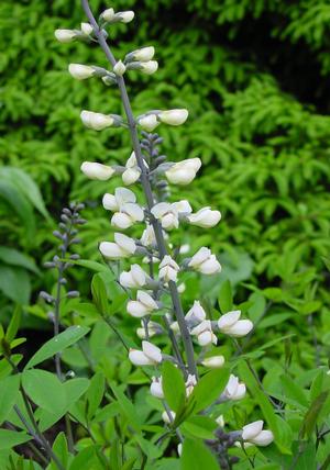Baptisia alba var. macrophylla - white false indigo from North Creek Nurseries