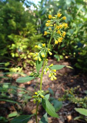 cc 2016 Krzysztof Ziarnek, Kenraiz