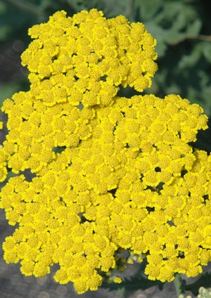Achillea 'Moonshine' Yarrow - from North Creek Nurseries