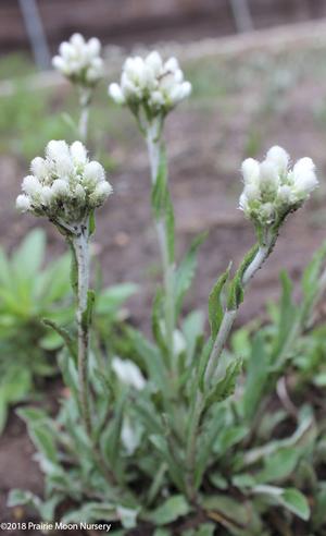 Image courtesy of ©2018 Prairie Moon Nursery