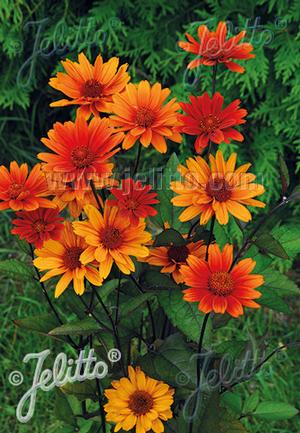 Image courtesy of ©2018 Jelitto Seeds