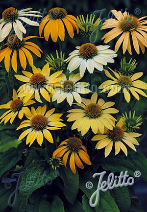 Image courtesy of ©2018 Jelitto Perennial Seeds