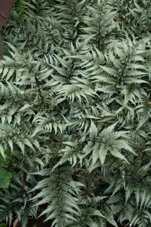 Image courtesy of ©2018 Casa Flora