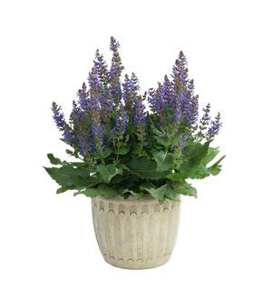 Image courtesy of ©2020 Danziger 