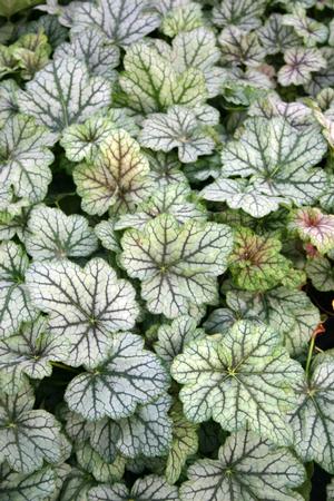 Image courtesy of ©2020 Flamingo Holland, Inc.