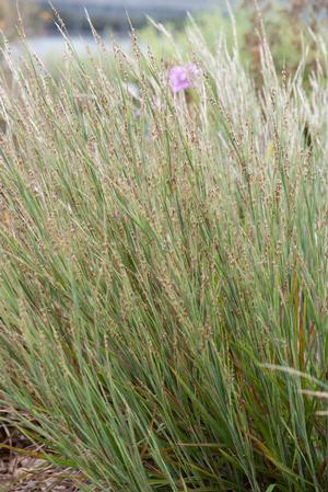 Schizachyrium littorale - coastal little bluestem from North Creek Nurseries
