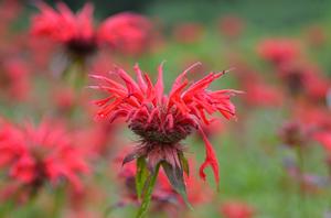 Image courtesy of 2021 Mt. Cuba Center