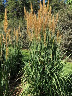 �2021 Sorghastrum nutans Golden Sunset™ 'MNYG318153' Image courtesy of University of Minnesota