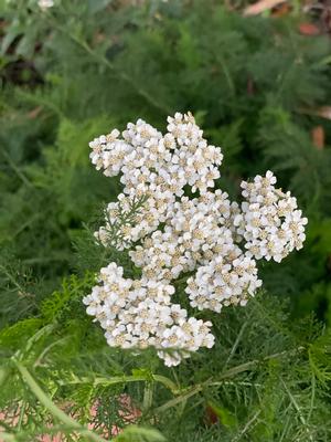 Achillea millefolium - yarrow from North Creek Nurseries