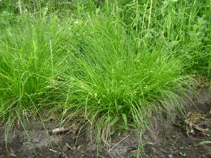 Image �2022 Prairie Moon Nursery