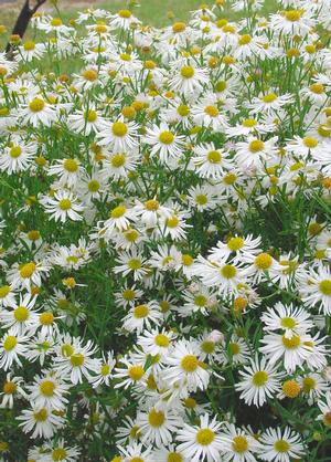 Boltonia asteroides - false chamomile, false aster from North Creek Nurseries