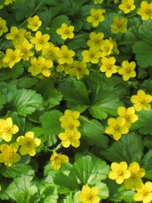 Waldsteinia ternata - barren strawberry from North Creek Nurseries