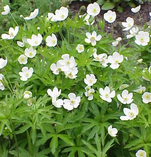 Anemone canadensis 