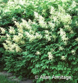 Aruncus dioicus 