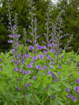 Baptisia australis 