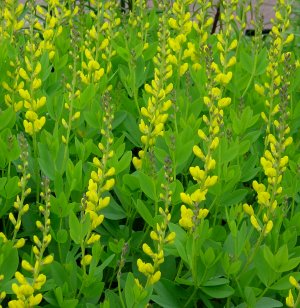 Baptisia sphaerocarpa 