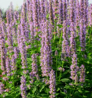 Agastache Blue Fortune
