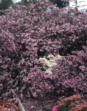 Aster lateriflorus Lady in Black