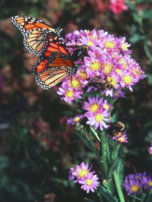 Aster tataricus Jindai