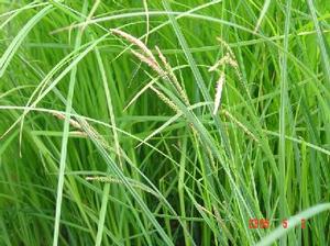 Carex stricta - tussock sedge from North Creek Nurseries