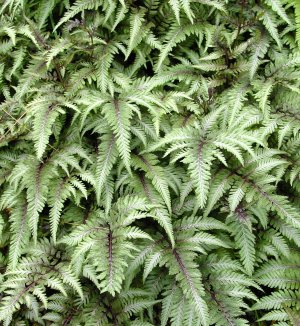 Athyrium niponicum var. pictum 