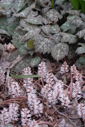 Pachysandra procumbens - Allegheny spurge from North Creek Nurseries