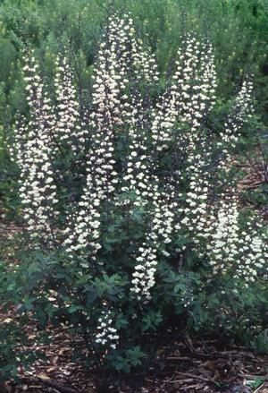 Baptisia alba var. macrophylla - white false indigo from North Creek Nurseries