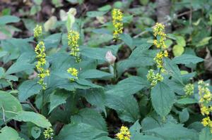 cc 2015 R. A. Nonenmacher