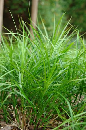 Carex muskingumensis - Muskingum sedge from North Creek Nurseries