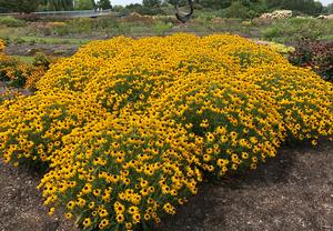 Image courtesy of Intrinsic Perennials