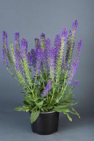 Image courtesy of ©2020 Danziger