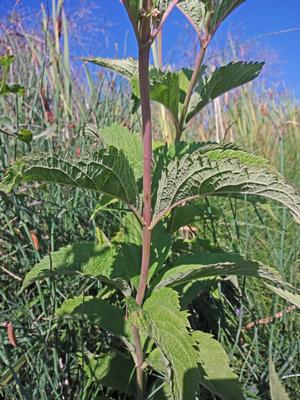 Image courtesy of cc 2016 Andrey Zharkikh