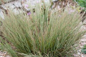 Schizachyrium littorale - coastal little bluestem from North Creek Nurseries