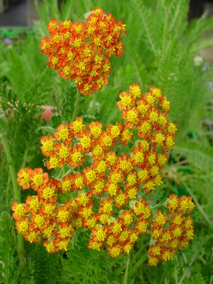 Achillea Terracotta