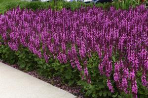 Image courtesy ©2020 Ball Seed