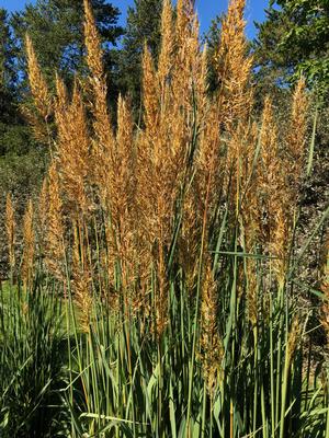 �2021 Sorghastrum nutans Golden Sunset™ 'MNYG318153' Image courtesy of University of Minnesota