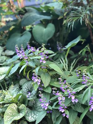 Image courtesy of �Plants Nouveau