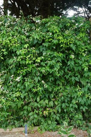 Clematis virginiana - old man's beard from North Creek Nurseries