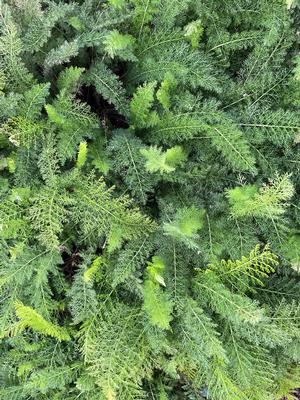 Achillea millefolium - yarrow from North Creek Nurseries