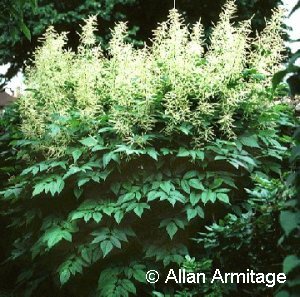 Aruncus dioicus 