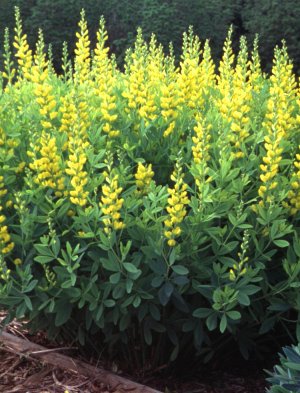Baptisia sphaerocarpa 